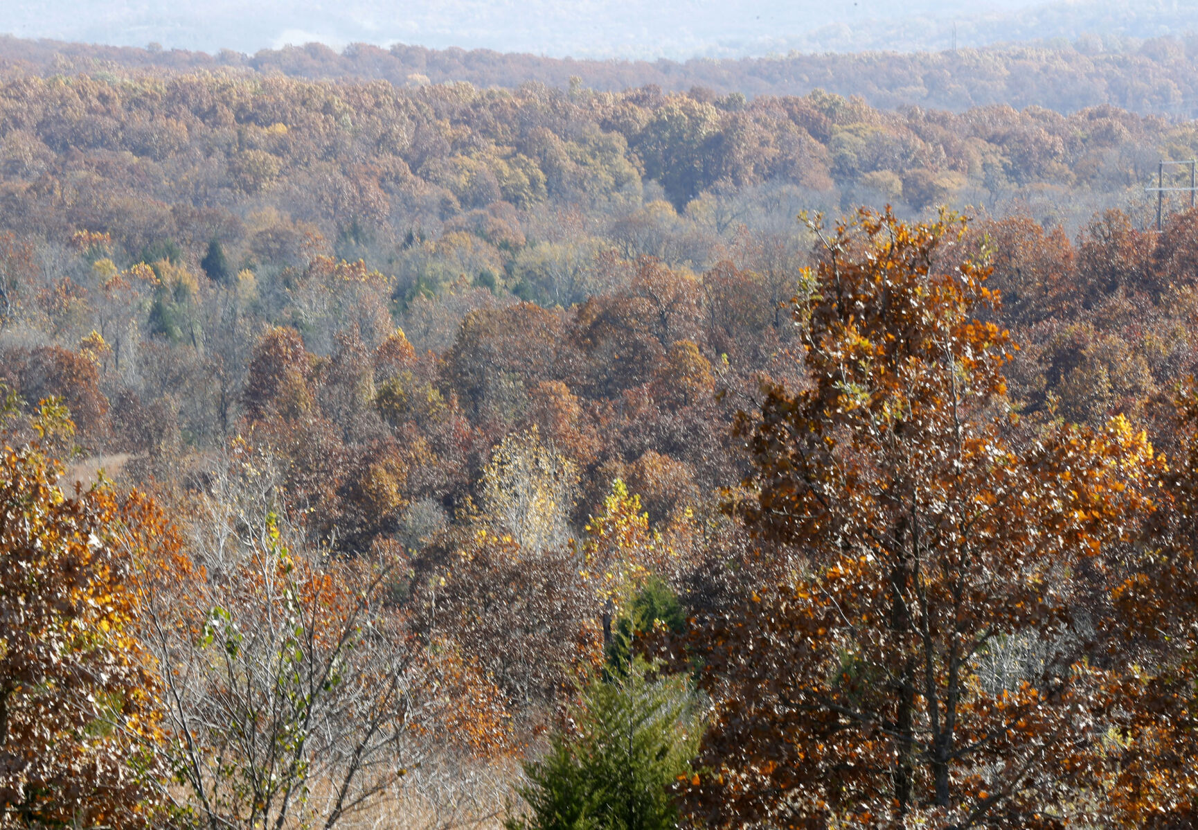 Fall Foliage